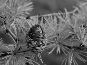 cone, conifer, Twigs