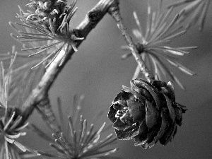 needles, christmas tree, cones