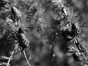 cones, twig, conifer