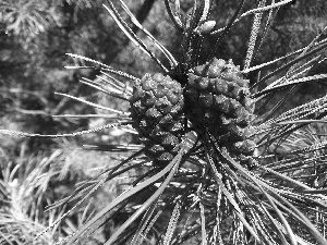 maturing, cones