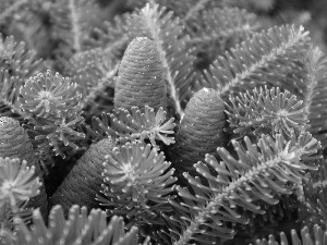 green ones, Blue, cones, Twigs