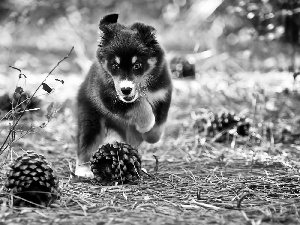 Puppy, cones