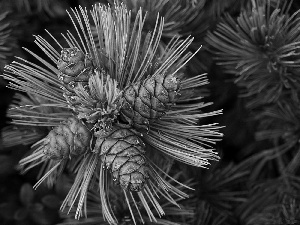 cones, pine, twig