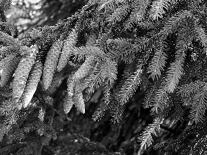 cones, spruce, Twigs