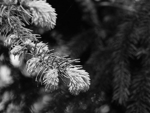 conifer, spruce, shoots, twig, young