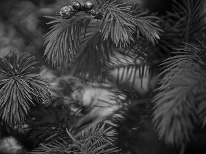 trees, pine, conifer, Twigs