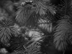 trees, pine, conifer, Twigs