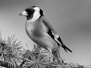 conifer, goldfinch, twig