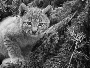 viewes, Conifers, Lynx, trees, young