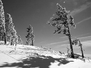 trees, winter, Conifers, Sky, viewes, Snowy