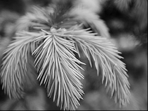 twig, Conifers