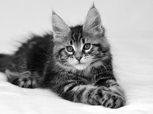 kitten, Maine Coon