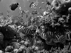 coral, fish, reef