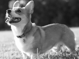 doggy, grass, Corgi, Tounge