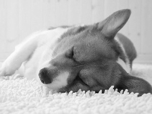 Corgi, sleepy, doggy