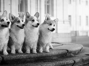 Welsh corgi pembroke, four, Dogs