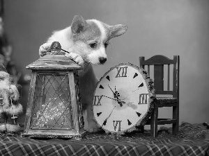 lantern, Clock, Welsh corgi pembroke, Santa, dog