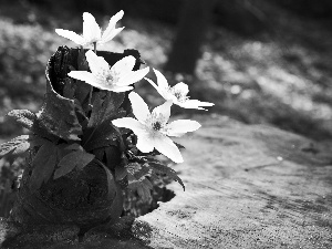 Flowers, Anemones, cork, White