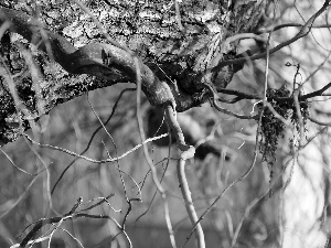 cork, trees, Willow