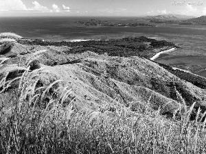 corn, sea, Coast