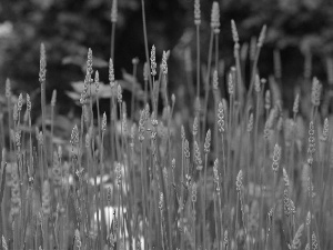 grass, corn