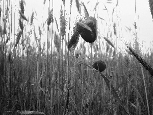 papavers, corn