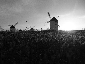 rays, Windmills, corn, sun