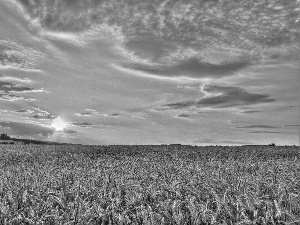 Sky, corn