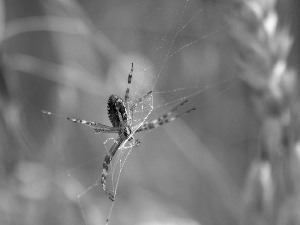 corn, Spider, Web