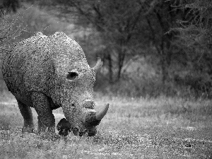 corner, large, Rhino