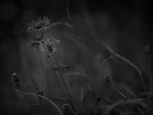 cornflowers