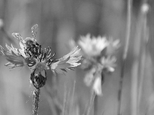 cornflowers, bee, Blue