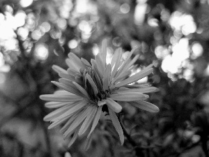 Blue, cornflowers