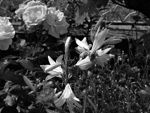 garden, lilies, cornflowers, roses