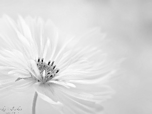 White, Cosmos, Close, Colourfull Flowers