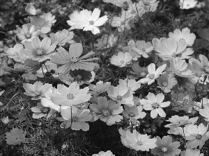 Cosmos, Flowers, color