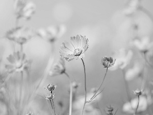 Flowers, Buds, blur, Cosmos