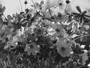 Cosmos, color, Flowers