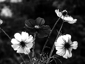 Cosmos, color, Flowers