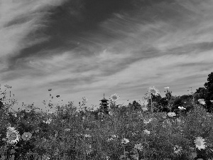 Cosmos, Meadow, Flowers