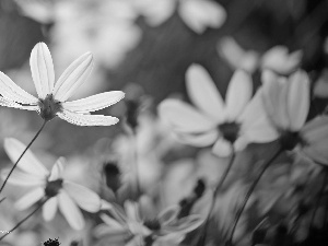 Cosmos, Yellow, Flowers