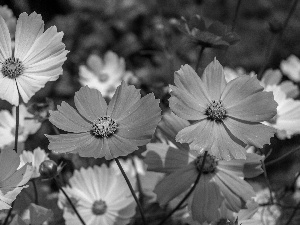 Flowers, Cosmos