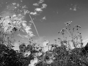 Laka, Flowers, Cosmos, Sky