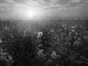 Meadow, Sunrise, Cosmos, Fog