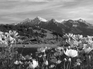 Mountains, Cosmos