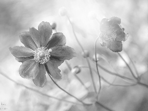 rapprochement, Colourfull Flowers, Cosmos