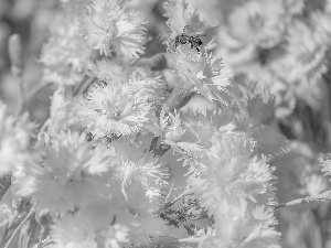 Flowers, Cottage Pink, wasp, White