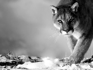 cougar, snow, cat