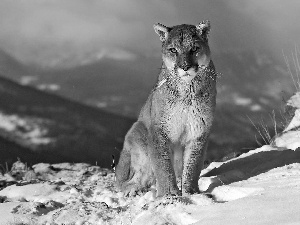 cougar, winter, snow