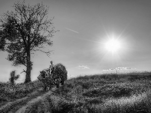 driver, country, sun, Way, trees, wagon, Horse, field